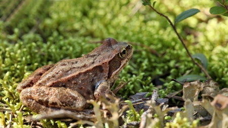 toad sitting in the grassの写真素材