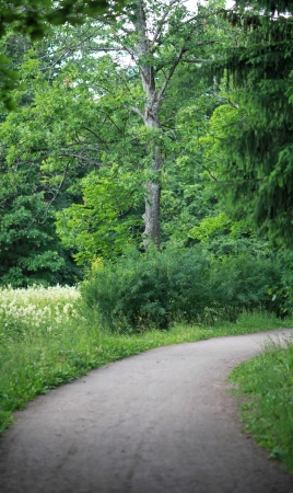 forest road receding into the distanceの写真素材