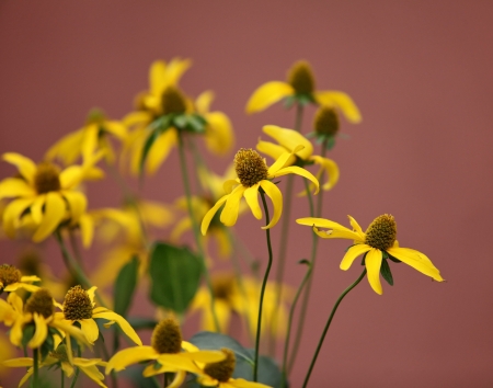 yellow flowers in the burgundy backgroundの写真素材