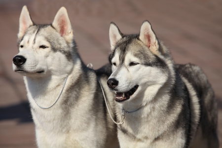 pair of Siberian huskies, close-upの写真素材