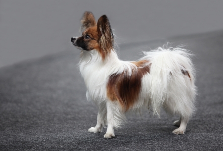 Dog of breed papillonの写真素材