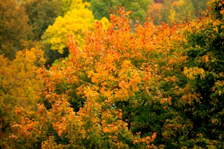 view of a tree with red maple leaves on top autumn landscape