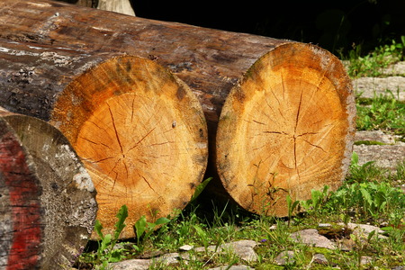 Fallen tree and fresh green