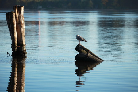 Lonely bird on the morning riverの写真素材