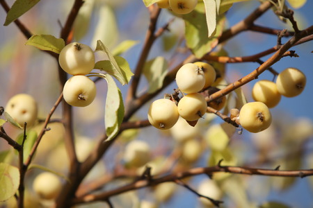 Ripe apples  on the tree