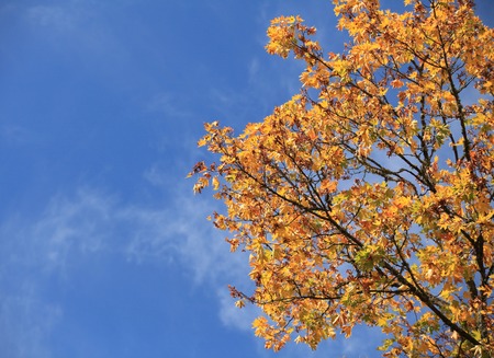 Autumn leaves with the blue sky backgroundの写真素材