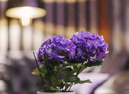 lilac  flowers in a pot close to soft focusの写真素材