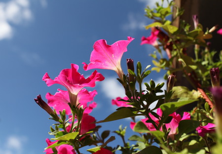 Flowers of red petunias on background blue skyの写真素材