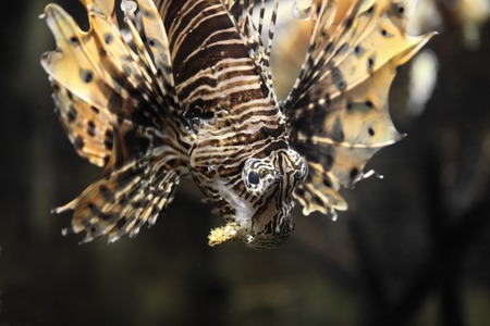 Fish lionfish head down close to