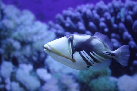 fish Picasso Triggerfish close toの写真素材