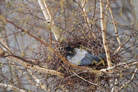 Raven  nest view from above close toの写真素材
