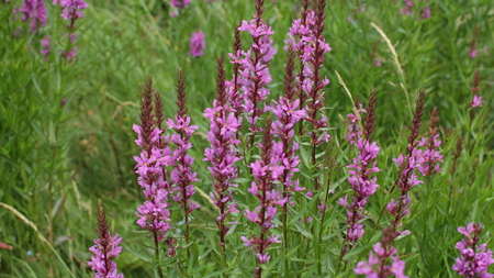 flowering crybaby grass close-up