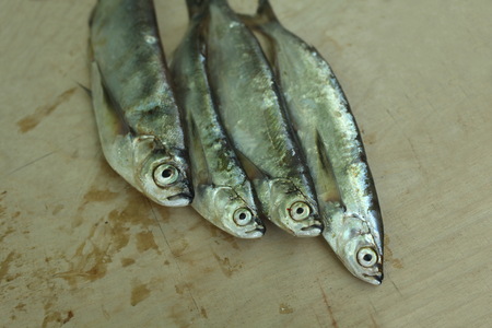 freshly caught fish sabrefishの写真素材