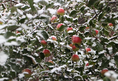 red apples on the branches covered with snowの写真素材