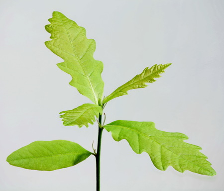 Young plant of oak isolated on whiteの写真素材