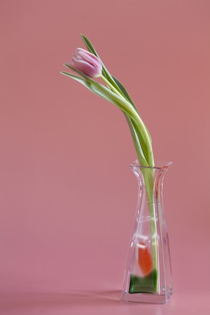single Pink tulip with glass vase isolatedの写真素材