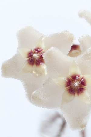 Hoya flowers macro shot white backgroundの写真素材