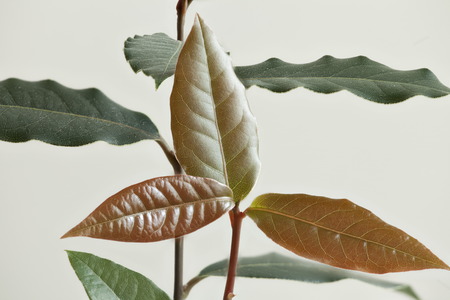Laurel tree seedling white background macro shot