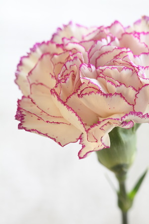 flower White Terry Carnation on white Macro shotの写真素材