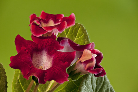 beautiful flowers red gloxinia on green close toの写真素材