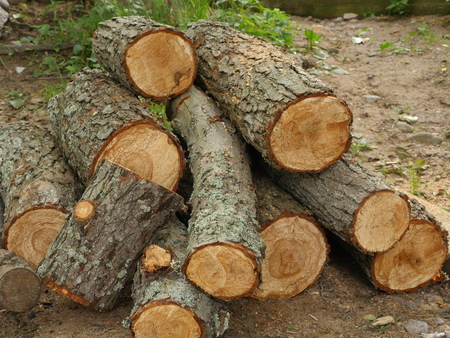 black alder, pile of sawed firewood