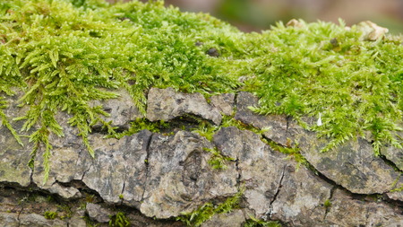 green moss grows on the cracked surface of the stone macro shotの写真素材