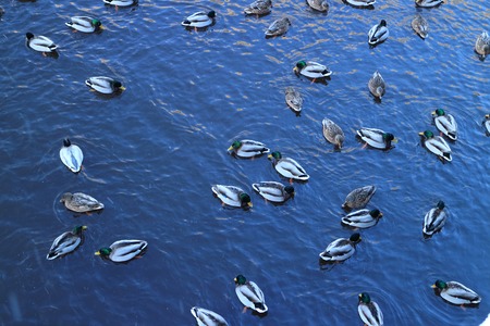 Flock wild ducks winter in cold water, top viewの写真素材