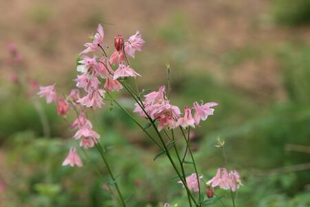 flowers Aquilegia vulgaris close to shallow depth of fieldの写真素材