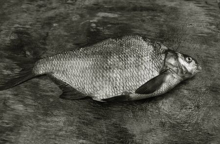 freshly caught bream with large scales on the gray weathered wooden board black and whiteの写真素材