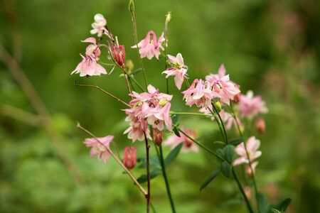 Beautiful bright spring flowers aquilegia close up in natureの写真素材