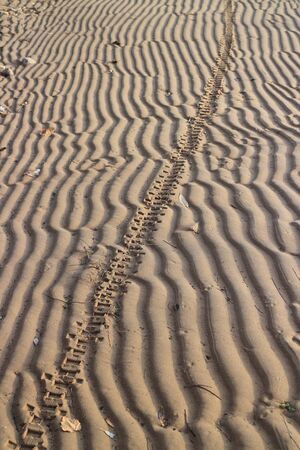 imprint of a motorcycle wheel on the sand of a beach