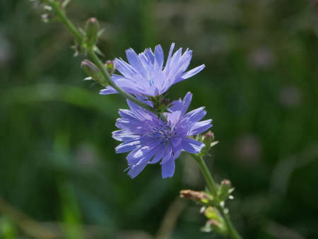 blooming chicory flowers close-up, herbal medicative plantの写真素材