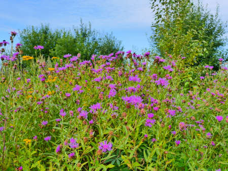 bright flowers of wild herbs, lush vegetation of meadowsの写真素材