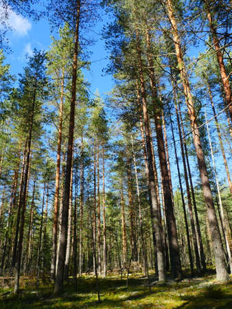 tall pine trees illuminated by summer sun beautiful forest landscape, low angle view