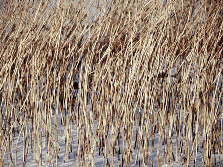 yellow dry reed in white snow, winter  abstract backgroundの写真素材