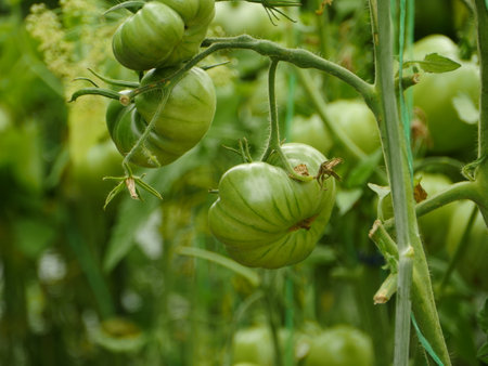 large green fruits of tomatoes on the branches in the greenhouseの写真素材
