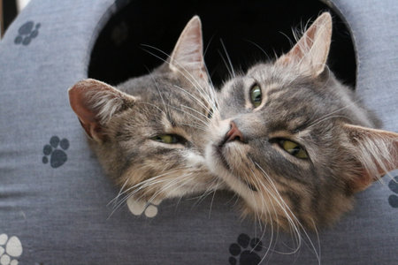 Two cat muzzles look out from the cat house close-up