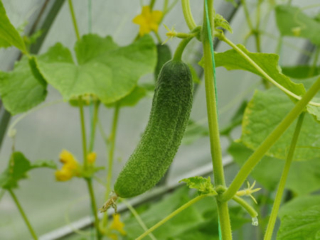 prickly green cucumber hanging on a branch in a greenhouseの写真素材