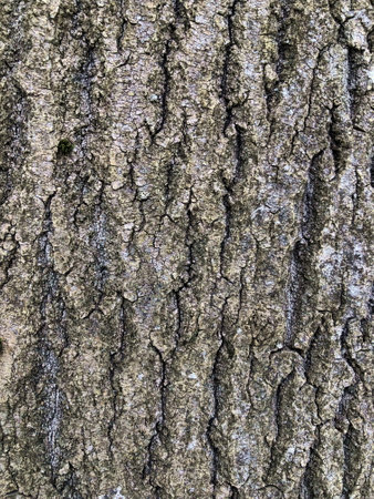 tough cracked relief tree bark, texture, abstract background