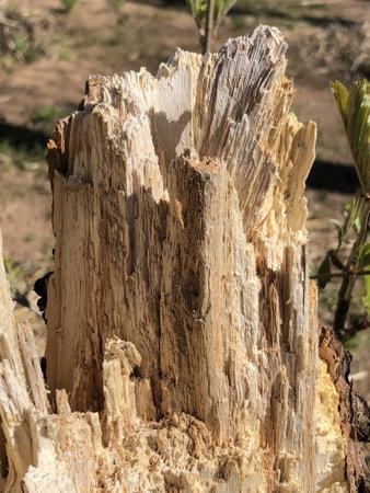 broken trunk of an old tree texture, similar to rocky mountains, abstraction