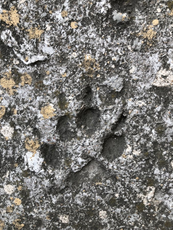 animal paw print, imprint in stone close-up