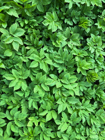 green leaves, greenery, natural background