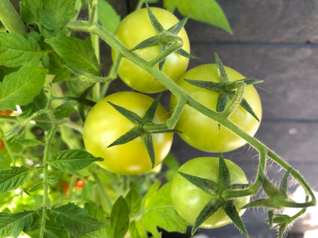 green fruits of cherry tomatoes ripen on the branches close-upの写真素材