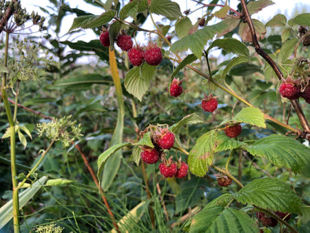 forest raspberry harvest, summer red ripe raspberries on branches