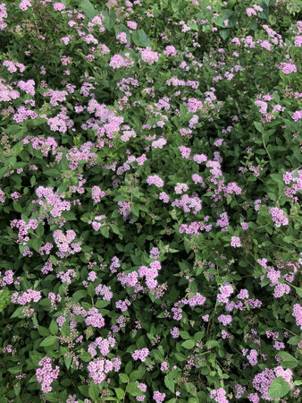 many small purple flowers, flowering shrub, floral backgroundの写真素材
