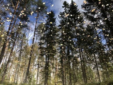 tall pine and spruce trees reflection in water, autumn landscape, fallen leaves