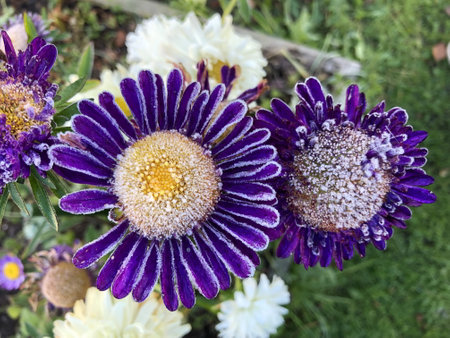 large, bright. purple yellow white flowers asters, chrysanthemums, petals covered with white frost, green backgroundの写真素材