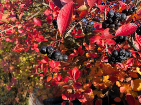 Black wrinkled rowan berries in bunches on a red background