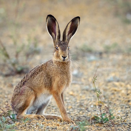 European hare stands on the ground and looking at the camera (Lepus europaeus).