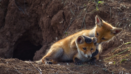 Two young Fox playing near his hole.
